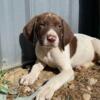 German shorthair puppies for sale!