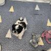 AKC Chinese Imperial Shih Tzu Puppies