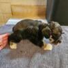 Rare miniature schnauzer puppies ready now