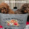 Mini Goldendoodle Puppies 