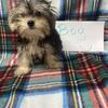 Ckc registered male Yorkie