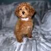 Red and apricot AKC registered toy poodle puppies, freshly groomed, free delivery