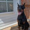Doberman for stud