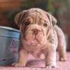 Lilac Merle AKC English Bulldog Puppy near Louisville KY