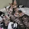 Gorgeous Bengal Kittens