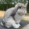 Downsizing Holland Lop Rabbitry: Does that can leave bred