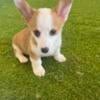 Pembroke Corgi puppy- female!