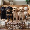 Rehoming goldadors