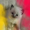 Kats ravishing ragdolls mitted seal point kittens 