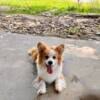 Fluffy Adult female corgi