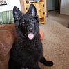 Black long coated German Shepherd Stud- health tests