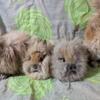 Lionhead babies 8 week old