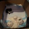 Persian Kitties 8-weeks PRICE LOWERED!