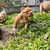 SHOW QUALITY AMERICAN BULLY PUPS