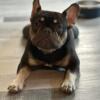 French bulldog available