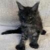 Maine Coon Kitten XL Poly 6/6/6/6  TICA Registered Rare