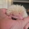 Female hedgehog for sale