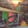 Turquoise Conure Pair