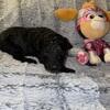 Goldendoodle pups! Prices reduced now through father's day weekend only
