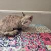 Devon rex retired female