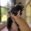 GORGEOUS HUGE MAINE COON KITTENS
