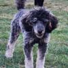 Akc Mini poodle puppies