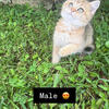 Beautiful Scottish Straight kittens available – one male and one female 🐾