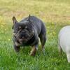 Stud French Bulldog