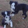 Mini Australian Shepherd Puppies