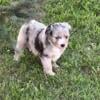 Mini Aussie pups excellent quality!  Great temperaments