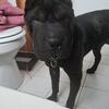  male shar pei needs a new home/plymouth mi 