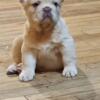 11 week old male fluffy frenchie atatddbbcocokykyeenn