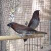 Finch