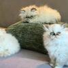Persian Kittens available!!!