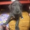 Great Dane puppies