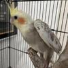 9 week old cockatiels