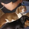 AKC full registration mini dachshund