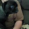 Silver Female Pug