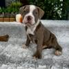 Olde English Bulldogge Puppies Ready Now - $900