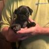 Brindle male pug puppy