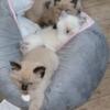 Beautiful Ragdoll kittens