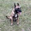 1 1/2 Year old AKC Belgian malinois