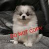 Stunnimg Blue & White Parti Merle Pomeranian Puppy Girl