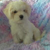 Our Sweet New Maltipoo Puppies~ "Oliver" is Ready for His New Home!