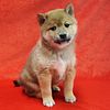 Shiba Inu Puppies Available