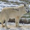 Male high content wolfdog 