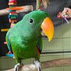 male baby eclectus