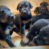 Rehoming Doberman pups