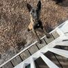 AKC Male Belgian Malinois 