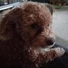 Poochon for stud
